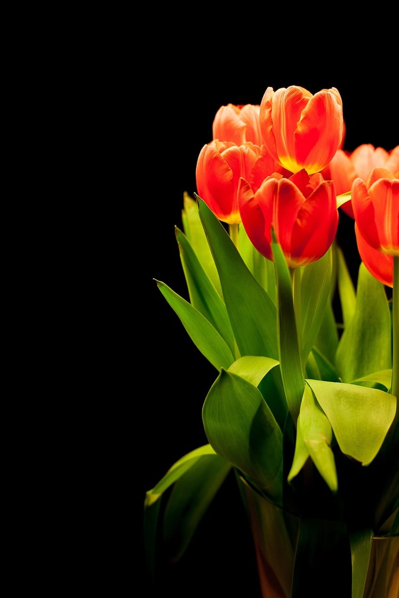 Mystical Plant Arrangements