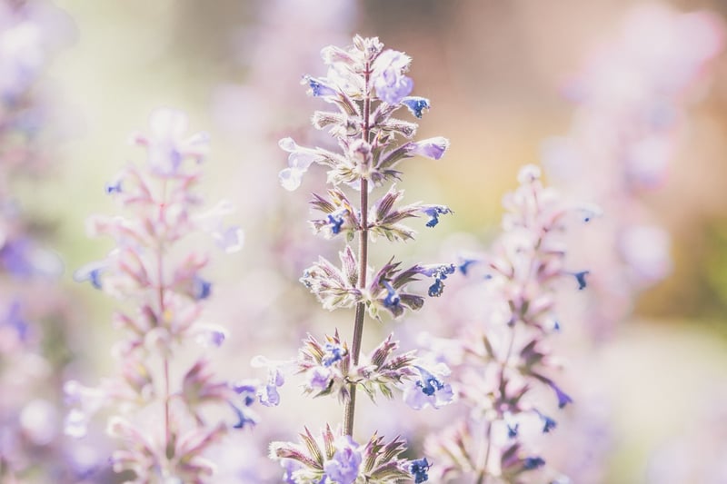 Lavender Flowers